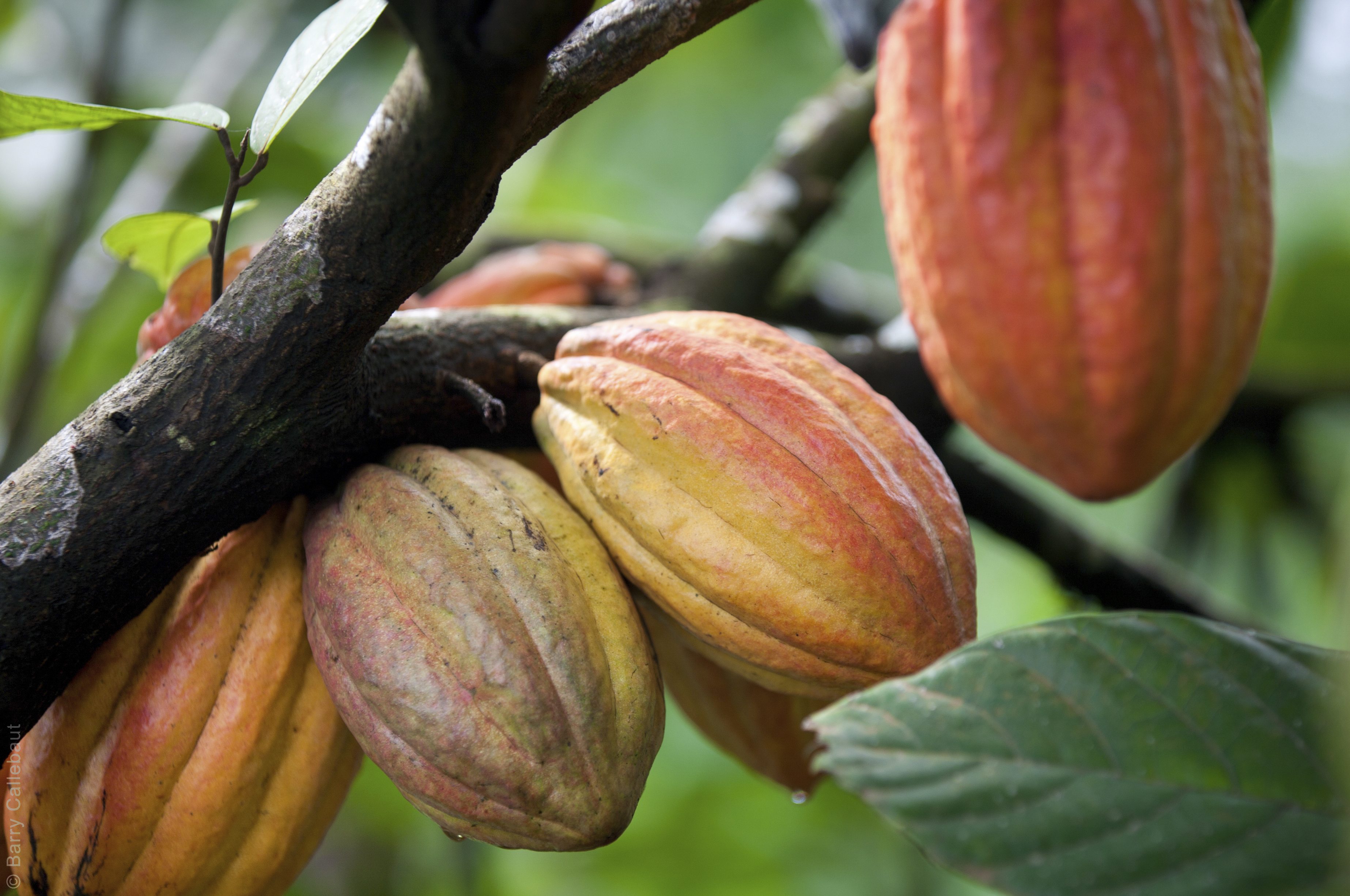 Barry Callebaut 10 Facts World�s Largest Chocolate Factory