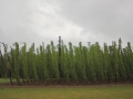 Belgian Family Brewers 2