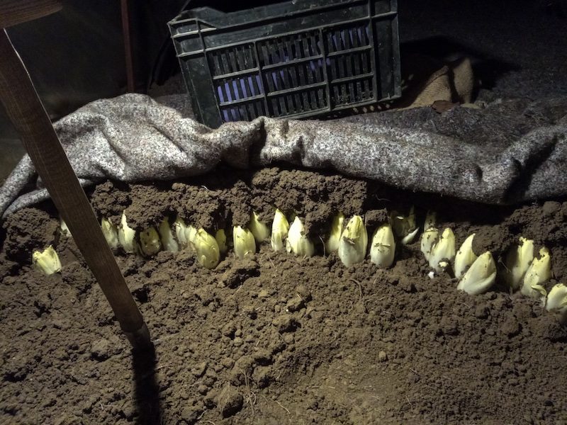 Belgian endive